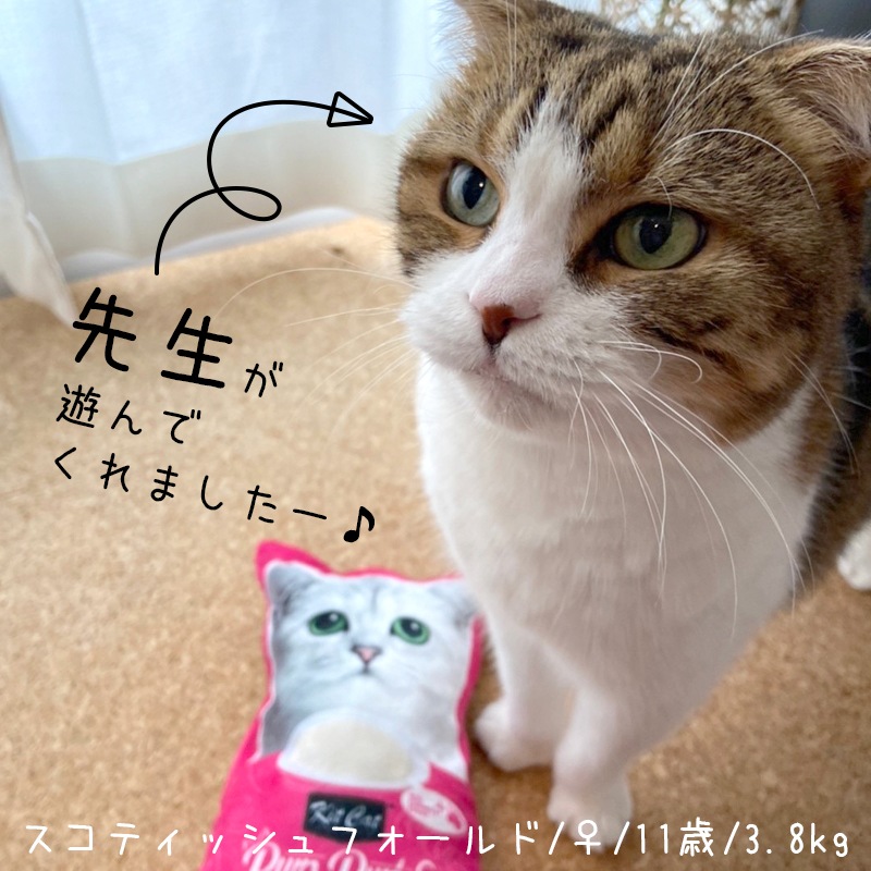 【数量限定】 キットキャット キックトイ [ピンク]