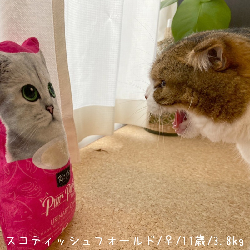 【数量限定】 キットキャット キックトイ [ピンク]
