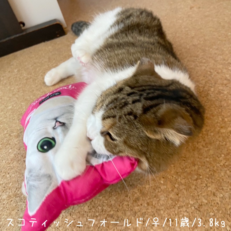 【数量限定】 キットキャット キックトイ [ピンク]