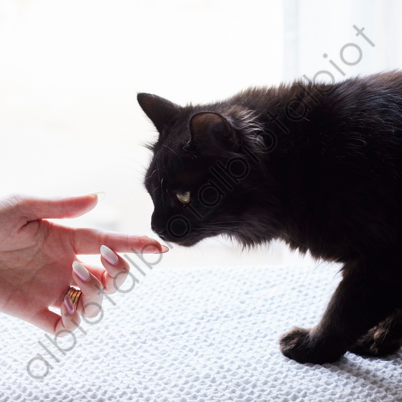 ナノウエル オーラルケア 愛猫用口腔洗浄液 20ml for CAT