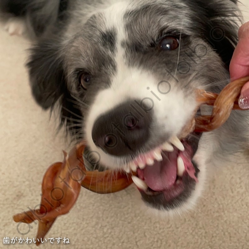 Funfun 馬アキレス ツイスト［ ほそめ 40g l ふとめ 2本 ］