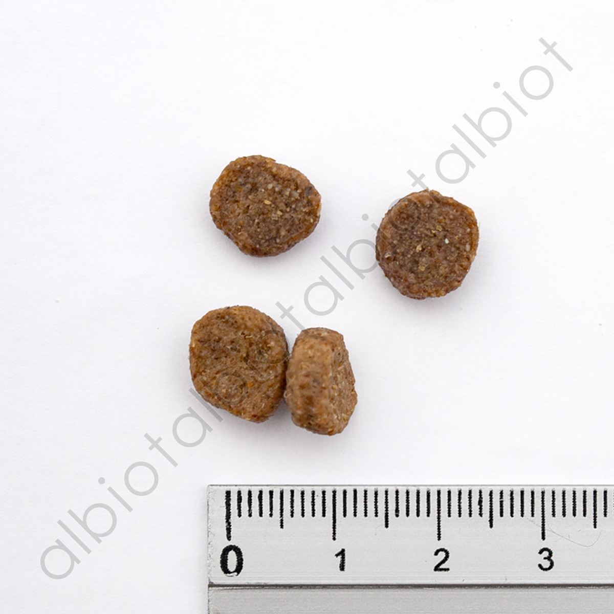 ブラックウッド 3000 ドッグフード