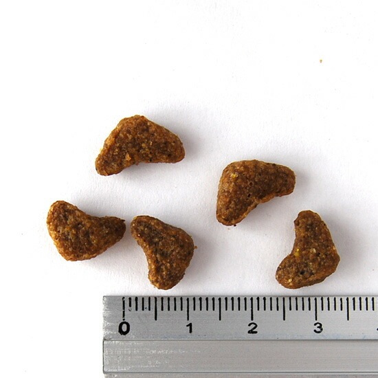 グリーンフィッシュ キャットドライ