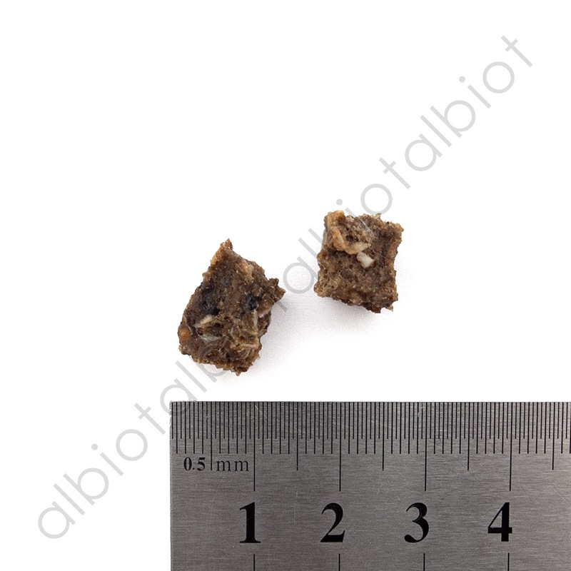 nico cook ニコクック 国産天然穴子キューブ 犬猫兼用 30g