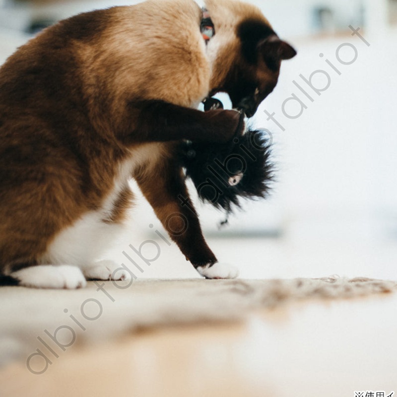 【猫のおもちゃ】ルークラン P.L.A.Y. フィーラインフレンジー フリスキーボール  PY7072GSF (0817152016731)