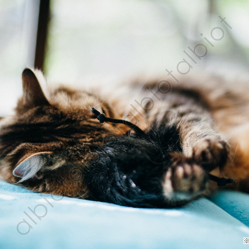 【猫のおもちゃ】ルークラン P.L.A.Y. フィーラインフレンジー フリスキーボール  PY7072GSF (0817152016731)