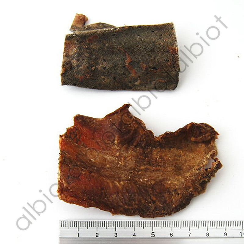 イミューンナチュラル ビーフタンスキン 70g