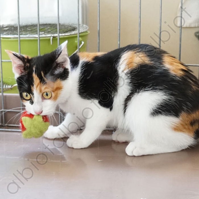 おもちゃ コロコロフェルトトイ いちご (TY-149)