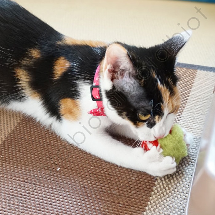 おもちゃ コロコロフェルトトイ いちご (TY-149)