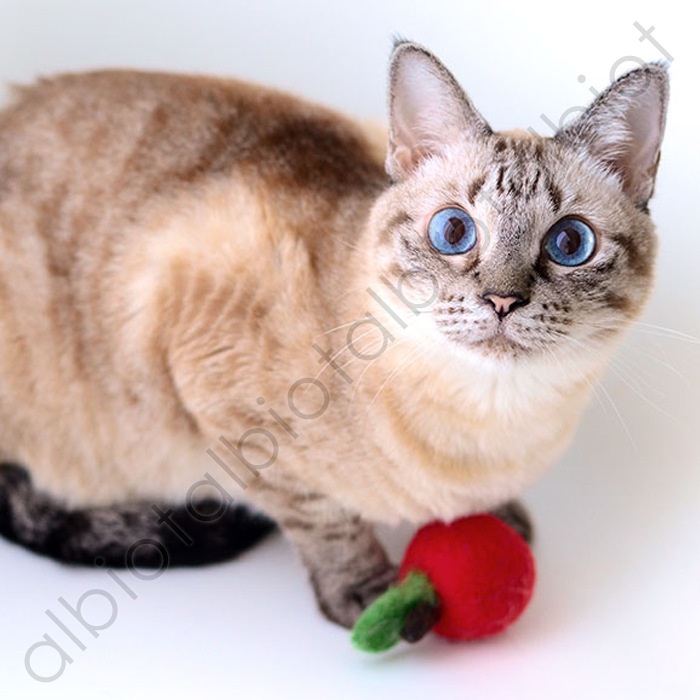 おもちゃ コロコロフェルトトイ りんご (TY-148)