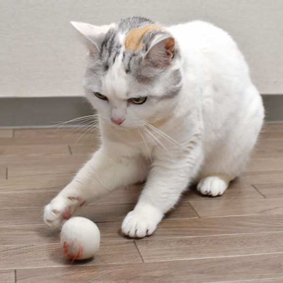 おもちゃ フェルトのコロリ目玉