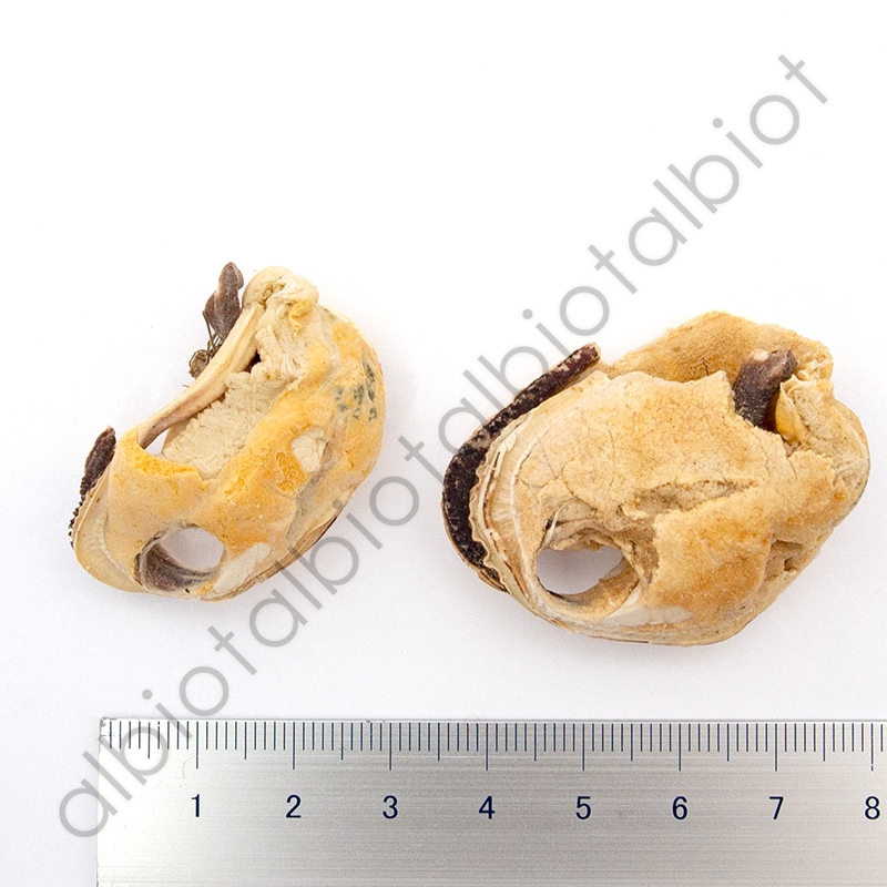 WOOF ワフ フリーズドライ グリーンリップドマッスル トリーツ 50g