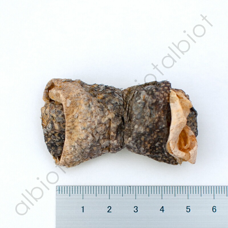 フィッシュ4ドッグ シージャーキー フィッシュノッツ 100g