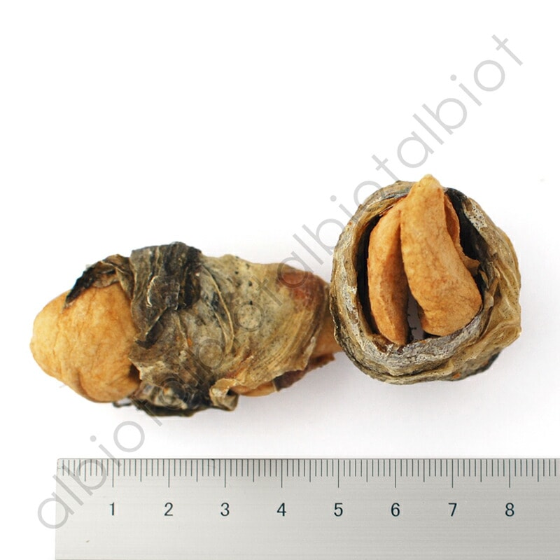 フィッシュ4ドッグ アップルラップ 90g