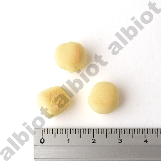 イミューンナチュラル ヤミーボーロ 70g ［ さつまいも | ブルーベリー | 山羊ミルク ］