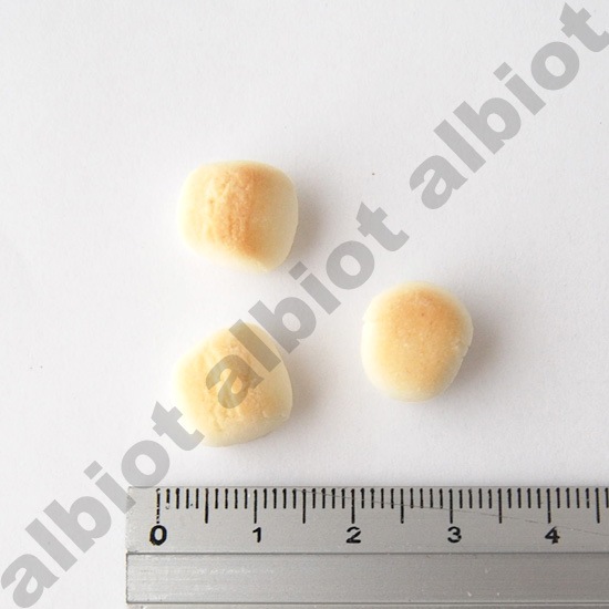 イミューンナチュラル ヤミーボーロ 70g ［ さつまいも | ブルーベリー | 山羊ミルク ］