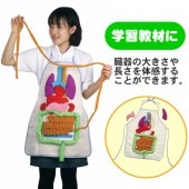 エプロン 内蔵 臓器 比較 学習用 教材 内蔵の大きさ説明エプロン 自由研究 小学生 【キッチン用品_雑貨_エプロン_ソムリエエプロン】|エプロン　前掛け|衣類（Ｔシャツ・ポロシャツ・トレーナー・パー