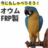 オウム インテリア 鳥 オブジェ 置物 グッズ オーナメント ディスプレー 壁掛け用 代金引換不可 ディスプレイ FRP制 黄色 青 リアル 実物大 イエロー&ブルー
