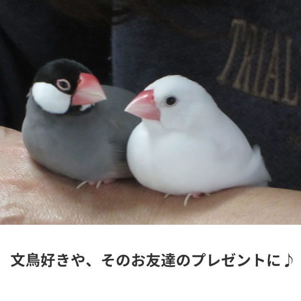 文鳥 グッズ Tシャツ おもしろ 雑貨 オリジナル メンズ レディース S M L Xl 3l 4l プリント 服 面白い 可愛い おしゃれ かわいい 鳥 動物 植物 生き物 Tシャツ お祭りコム