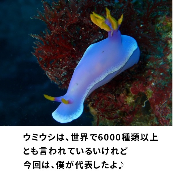 ウミウシ グッズ おもしろ Tシャツ 雑貨 オリジナル メンズ レディース S M L Xl 3l 4l プリント 服 面白い 可愛い おしゃれ かわいい 魚 海 ギフト 動物 植物 生き物 Tシャツ お祭りコム