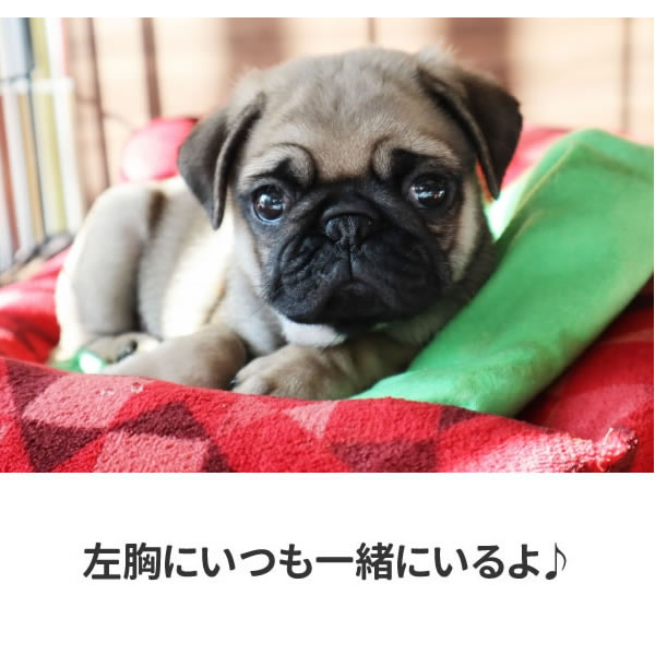 パグ グッズ Tシャツ パグ犬 ワンポイント おもしろ 雑貨 犬 オリジナル 犬柄 メンズ レディース プリント 服 可愛い おしゃれ 面白い 動物 植物 生き物 Tシャツ お祭りコム