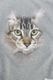 ��25AW��Maison MIHARA YASUHIRO �᥾�� �ߥϥ�䥹�ҥ� Cat Printed Sweatshirt ���졼 J15PO742