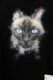 ��25AW��Maison MIHARA YASUHIRO �᥾�� �ߥϥ�䥹�ҥ� Cat Printed Sweatshirt �֥�å� J15PO742