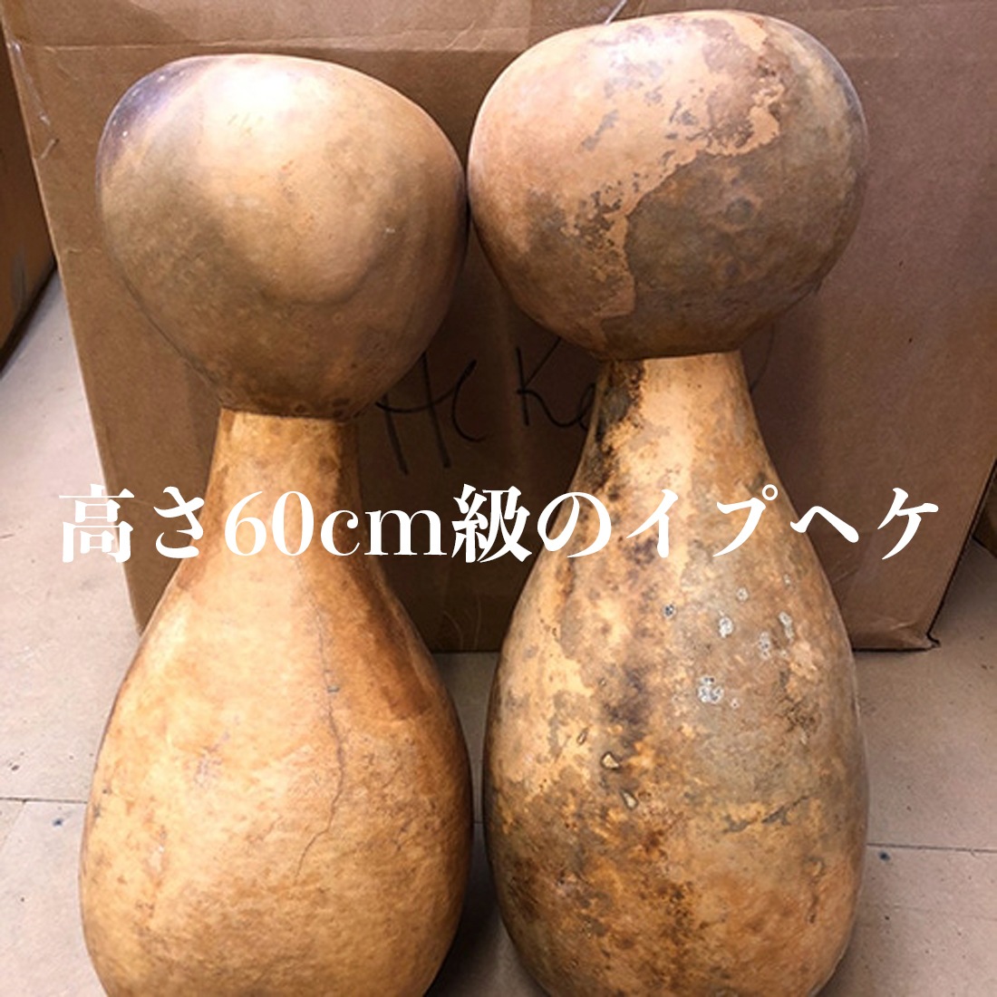 ���ץإ� �⤵65cm���� ƹ���85cm���� Ipu heke�ڥ����ϥ��եȤΥե�ڴ��