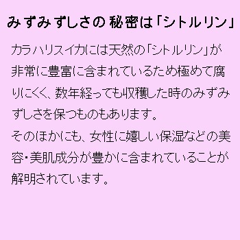 V186�ݡ��饫��ϥꡡ�ե������ޥ���������400���