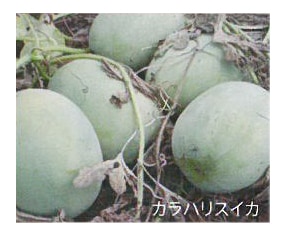 カラハリ フェイスケア4点キット 1キット×100セット | カテゴリから