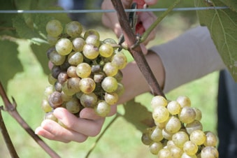 シャワーブレイク シャンプー 業務用10L | カテゴリから探す,ヘアケア