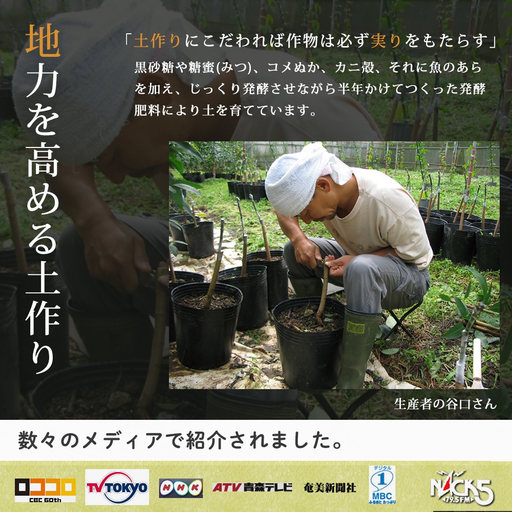 （予約）【メーカー直送】【訳あり】【6月下旬より発送】パッションフルーツ アウトレット 奄美大島産 2kg 約20～24個入り 