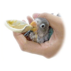 ひな給餌セット（インコ用さし餌用品)【三晃】 | すべての商品