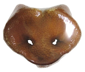 豚鼻シュリンク 1個 ブタバナ 素材のおやつ ドッグフード おやつ ジャーキー 豚肉 豚の鼻 すべての商品 アミーゴオンラインショップ本店