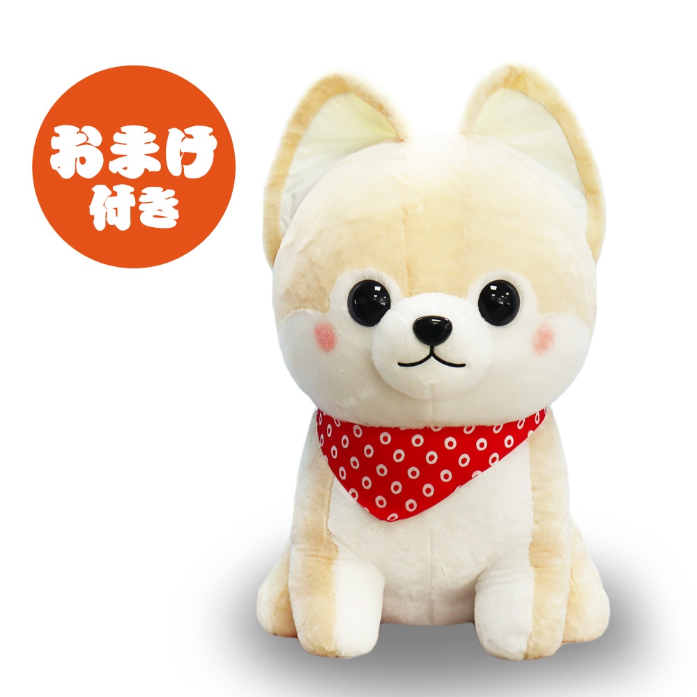 柴のふとし  STコンプリート 柴のふとし STコンプリート