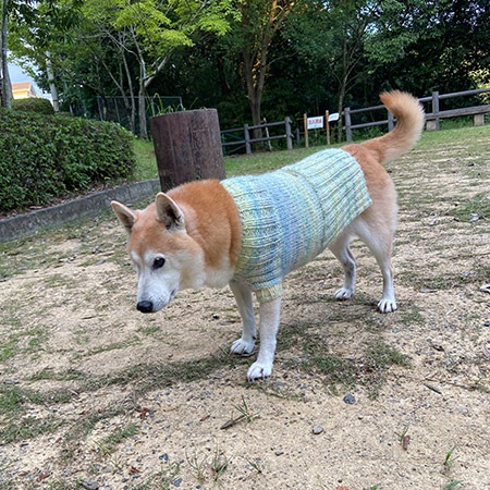 ��֥꡼�ɥå� ���������쥷�ԡ�����ǡ������˥å�