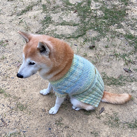 ��֥꡼�ɥå� ���������쥷�ԡ�����ǡ������˥å�