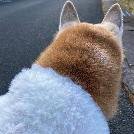 ��֥꡼�ɥå� ���������쥷�ԡ��դ�դ�˥å�