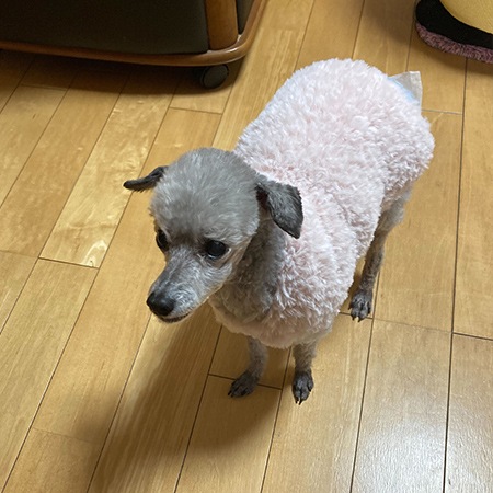 ��֥꡼�ɥå� ���������쥷�ԡ��դ�դ�˥å�