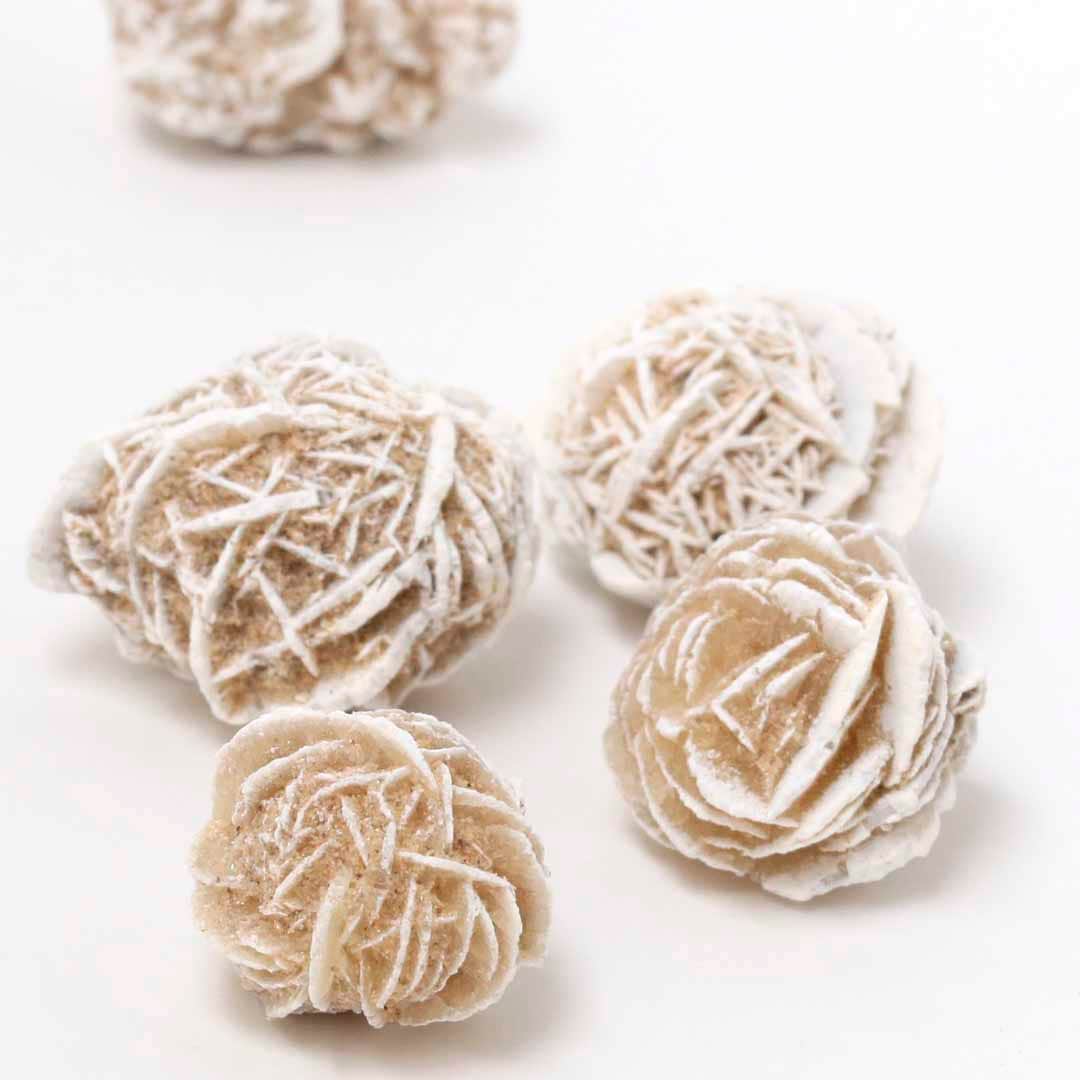 数量限定】砂漠のバラ