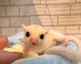 フクロモモンガ