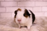 ティディモルモット