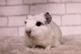 コロネットモルモット