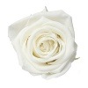 Florever ¥¹¥¿¥ó¥À¡¼¥É¥í¡¼¥º¡Ê6¡Ë ¥Ñ¡¼¥ë¥Û¥ï¥¤¥È