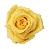 Florever ¥¹¥¿¥ó¥À¡¼¥É¥í¡¼¥º(6) ¥¤¥¨¥í¡¼