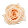 Florever ¥¹¥¿¥ó¥À¡¼¥É¥í¡¼¥º¡Ê6¡Ë ¥Ô¡¼¥Á¡¡¢¤