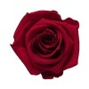 Florever ¥¹¥¿¥ó¥À¡¼¥É¥í¡¼¥º¡Ê6¡Ë ¥Á¥§¥ê¡¼¥ì¥Ã¥É
