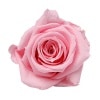 Florever ¥¹¥¿¥ó¥À¡¼¥É¥í¡¼¥º¡Ê6¡Ë ¥Ù¥¤¥Ó¡¼¥Ô¥ó¥¯
