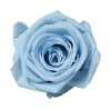 Florever ¥¹¥¿¥ó¥À¡¼¥É¥í¡¼¥º¡Ê6¡Ë ¥Ñ¥¦¥À¡¼¥Ö¥ë¡¼
