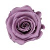 Florever ¥¹¥¿¥ó¥À¡¼¥É¥í¡¼¥º¡Ê6¡Ë ¥é¥Ù¥ó¥À¡¼